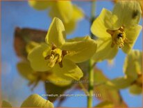 Epimedium pinnatum colchicum