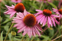 Echinacea purpurea &#39;Magnus&#39;