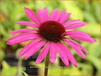 Echinacea purpurea &#39;Rubinstern&#39;