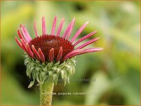 Echinacea purpurea &#39;Rubinstern&#39;