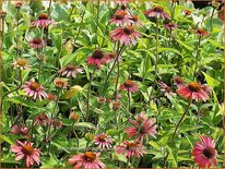 Echinacea purpurea &#39;Summer Cocktail&#39;