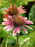 Echinacea purpurea &#39;Summer Cocktail&#39;