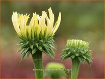 Echinacea purpurea &#39;Sunrise&#39;