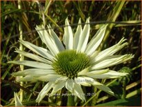 Echinacea purpurea &#39;Virgin&#39;