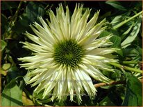 Echinacea purpurea &#39;Virgin&#39;