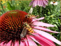 Echinacea purpurea