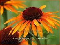 Echinacea purpurea &#39;Flame Thrower&#39;