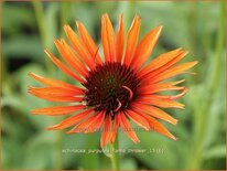 Echinacea purpurea &#39;Flame Thrower&#39;