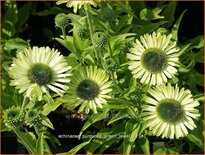 Echinacea purpurea &#39;Green Jewel&#39;