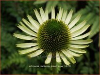 Echinacea purpurea &#39;Green Jewel&#39;