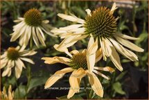 Echinacea purpurea &#39;Harvest Moon&#39;