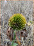 Echinacea purpurea &#39;Harvest Moon&#39;