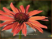 Echinacea purpurea &#39;Hot Summer&#39;