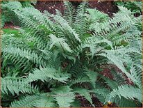 Dryopteris affinis &#39;Pinderi&#39;