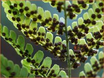 Dryopteris erythrosora &#39;Prolifica&#39;