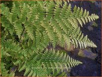 Dryopteris filix-mas &#39;Barnesii&#39;