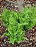 Dryopteris filix-mas &#39;Crispa&#39;