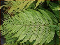 Dryopteris lepidopoda