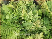 Dryopteris lepidopoda