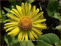 Doronicum orientale &#39;Magnificum&#39;