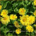 Doronicum orientale &#39;Magnificum&#39;