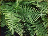 Dryopteris affinis