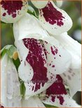 Digitalis purpurea &#39;Pam&#39;s Choice&#39;