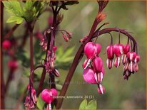 Dicentra spectabilis