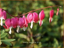 Dicentra spectabilis