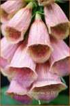 Digitalis &#39;Mertonensis&#39;