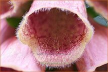 Digitalis &#39;Mertonensis&#39;