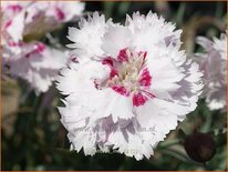 Dianthus &#39;Ine&#39;