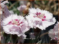 Dianthus &#39;Ine&#39;