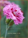 Dianthus &#39;Maggie&#39;