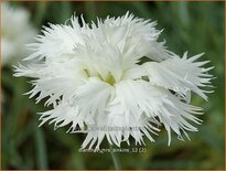 Dianthus &#39;Mrs Sinkins&#39;