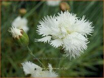 Dianthus &#39;Mrs Sinkins&#39;