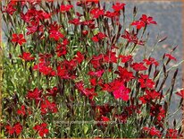 Dianthus deltoides &#39;Brilliant&#39;