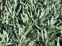 Dianthus gratianopolitanus &#39;Bombardier&#39;