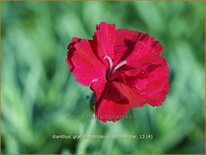 Dianthus gratianopolitanus &#39;Bombardier&#39;