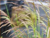 Deschampsia cespitosa &#39;Goldtau&#39;