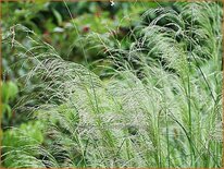 Deschampsia cespitosa &#39;Schotland&#39;