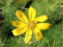 Coreopsis verticillata &#39;Zagreb&#39;