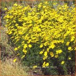 Coreopsis verticillata &#39;Zagreb&#39;