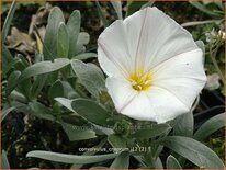 Convolvulus cneorum