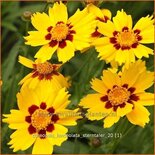 Coreopsis lanceolata &#39;Sterntaler&#39;