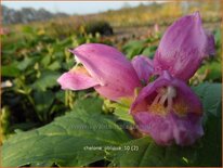 Chelone obliqua