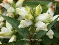 Chelone obliqua &#39;Alba&#39;