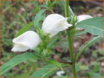 Chelone obliqua &#39;Alba&#39;