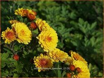 Chrysanthemum &#39;Bienchen&#39;