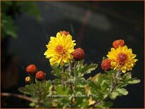 Chrysanthemum &#39;Bienchen&#39;